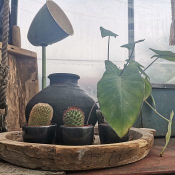 Mammillaria polythele, alocasia 'imperial red'