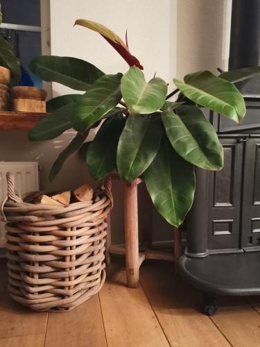 philodendron prince of orange